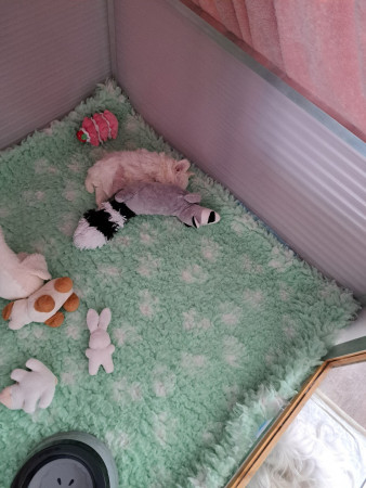 23-8-25 16.58 uur Giovanni droomt over zijn nieuwe papa en mama